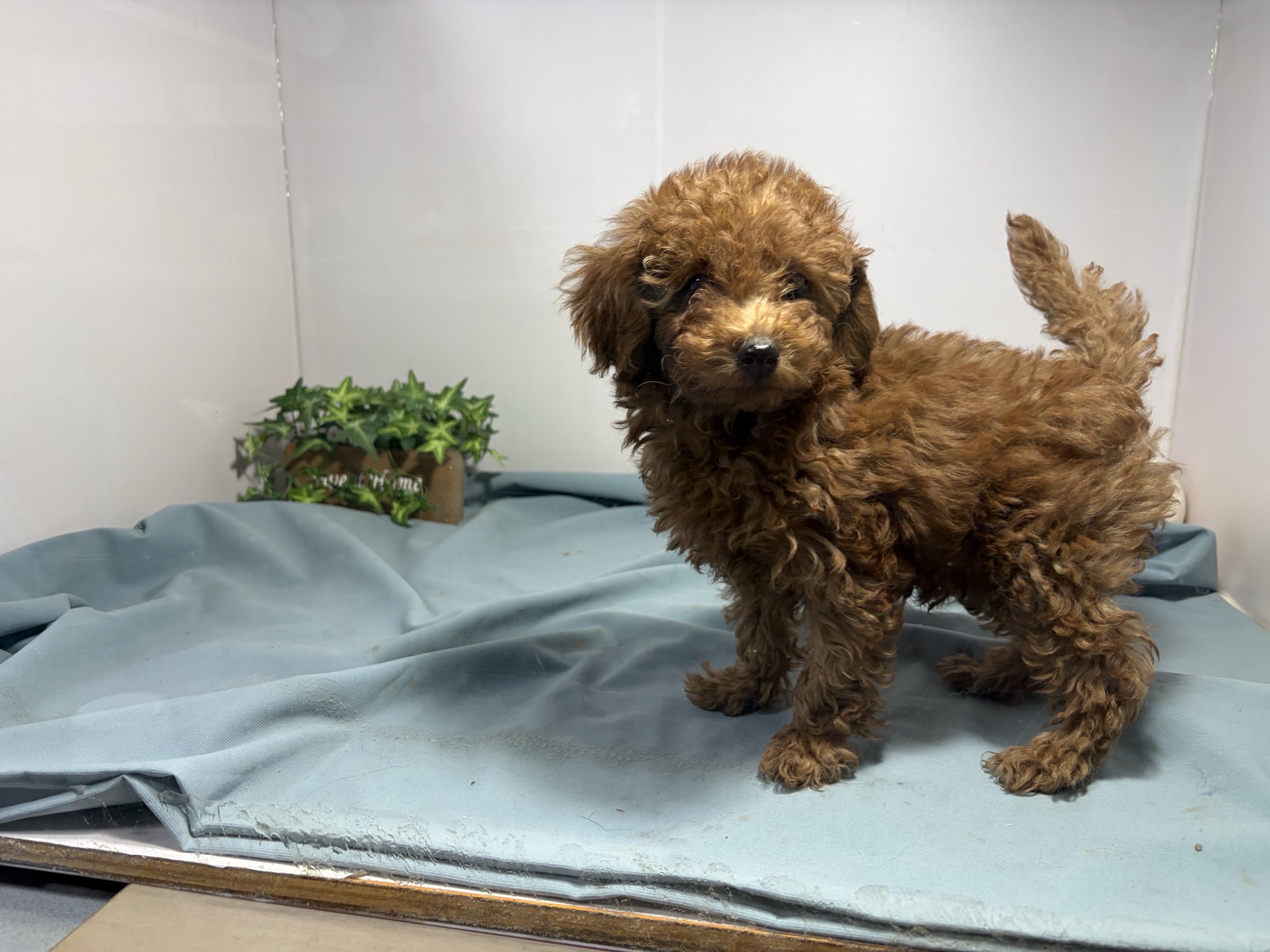 ③トイプードル3