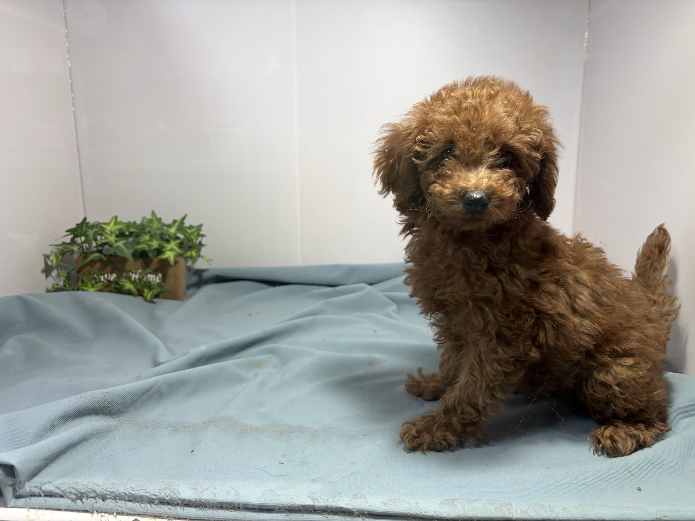 ③トイプードル2