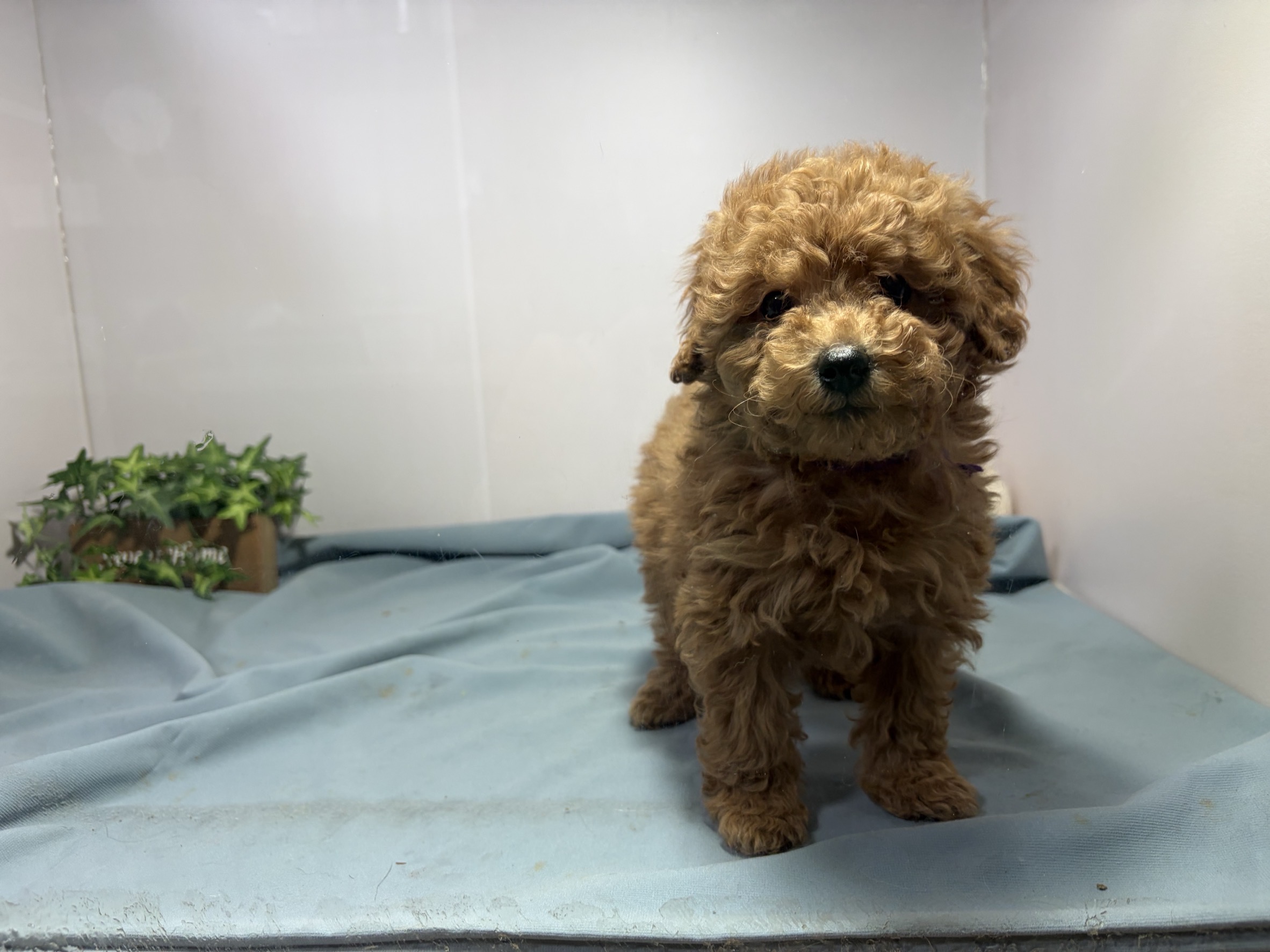 ④トイプードル3