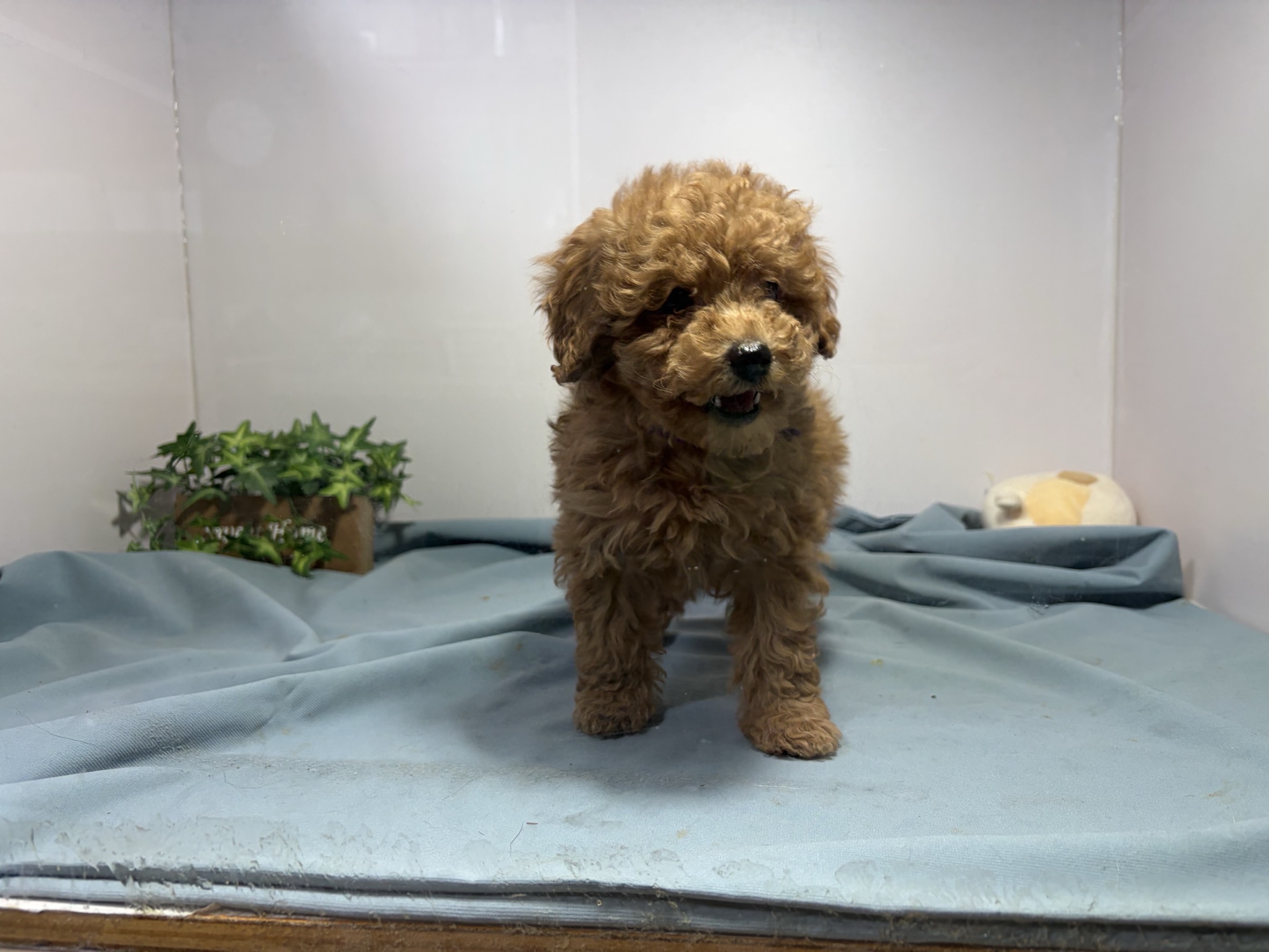 ④トイプードル2