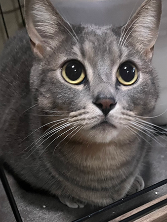 北海道亀田郡のマンチカン