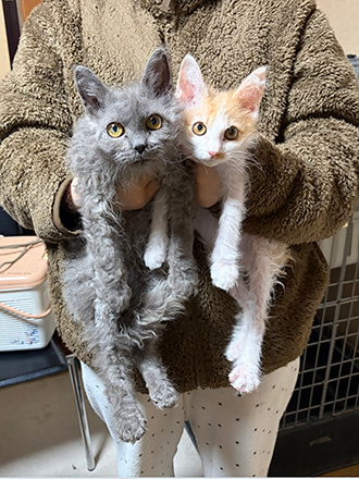 北海道南幌町のラパーマ兄弟の子猫