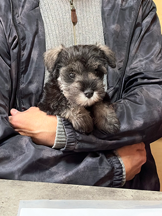 北海道札幌市のミニチュアシュナウザーの子犬