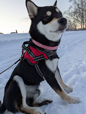 北海道恵庭市の柴犬