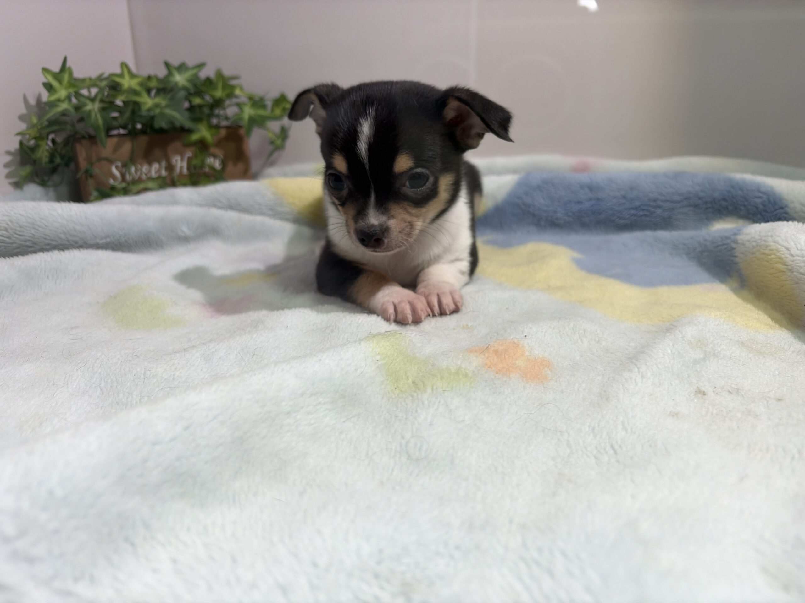 ①スムースチワワ3