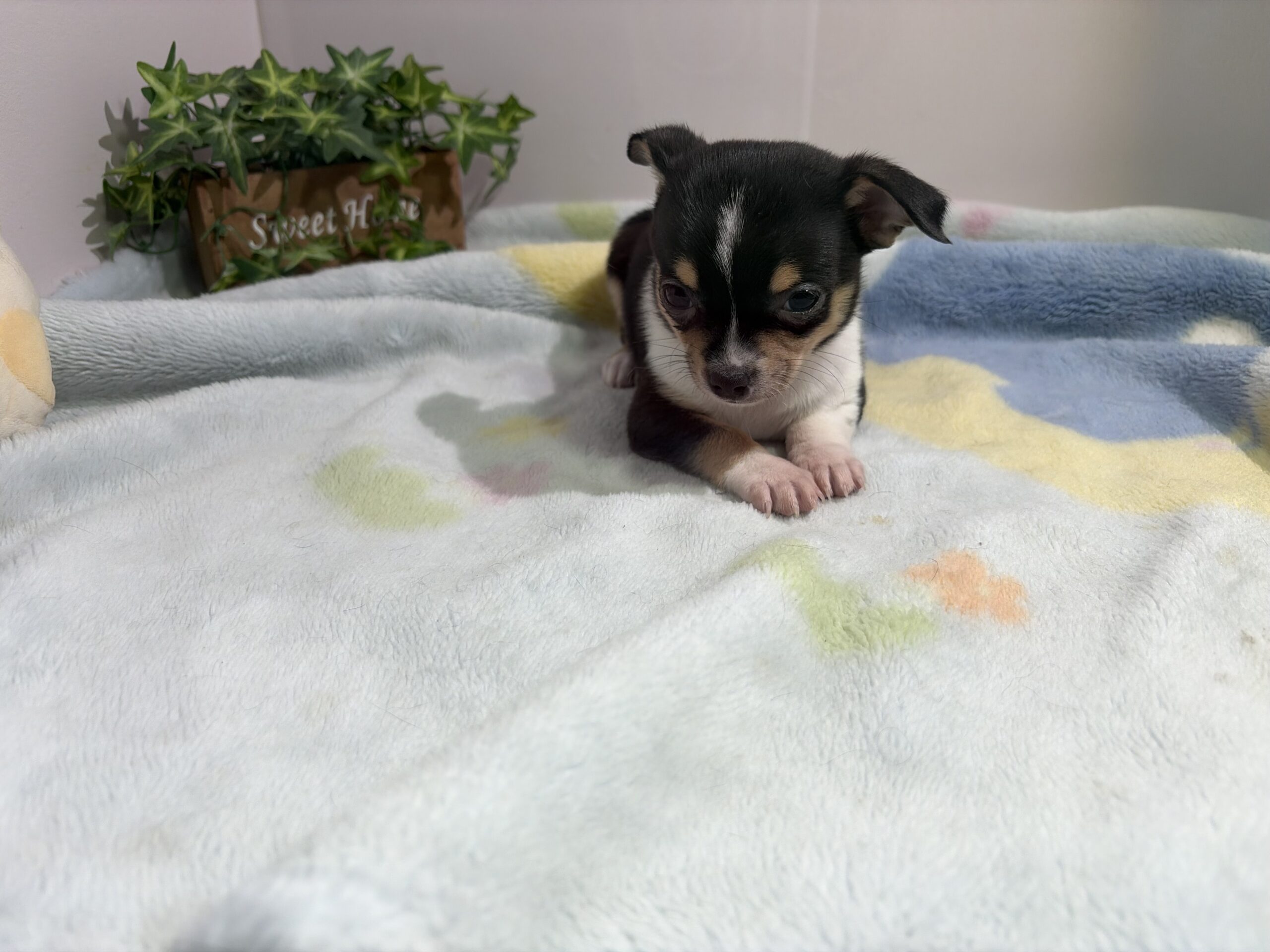 ①スムースチワワ2