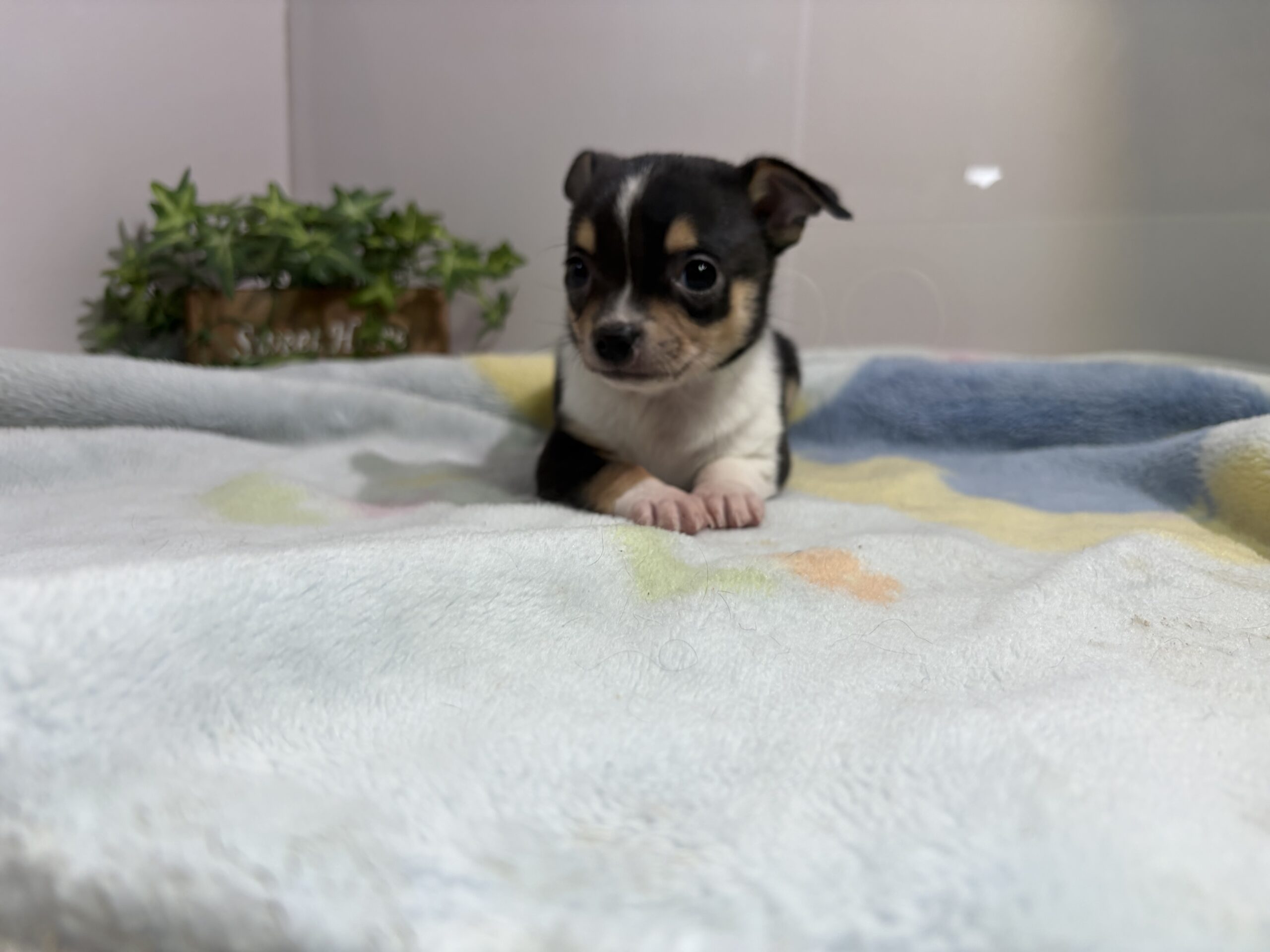 ①スムースチワワ1