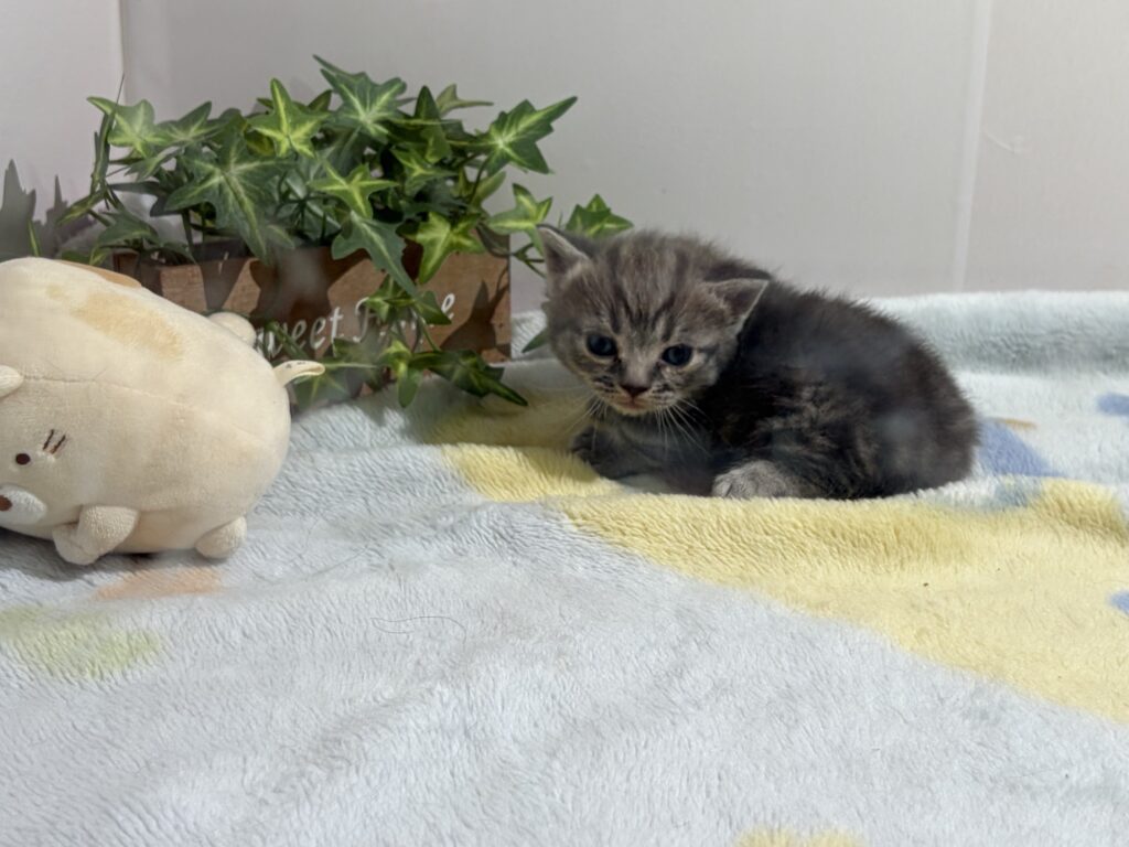 マンチカンの子猫