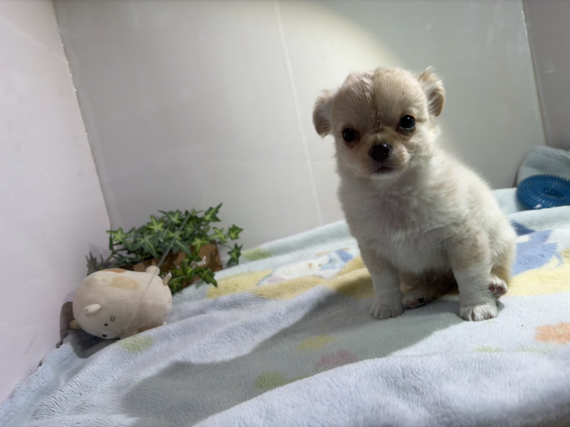 ①ロングコートチワワ4