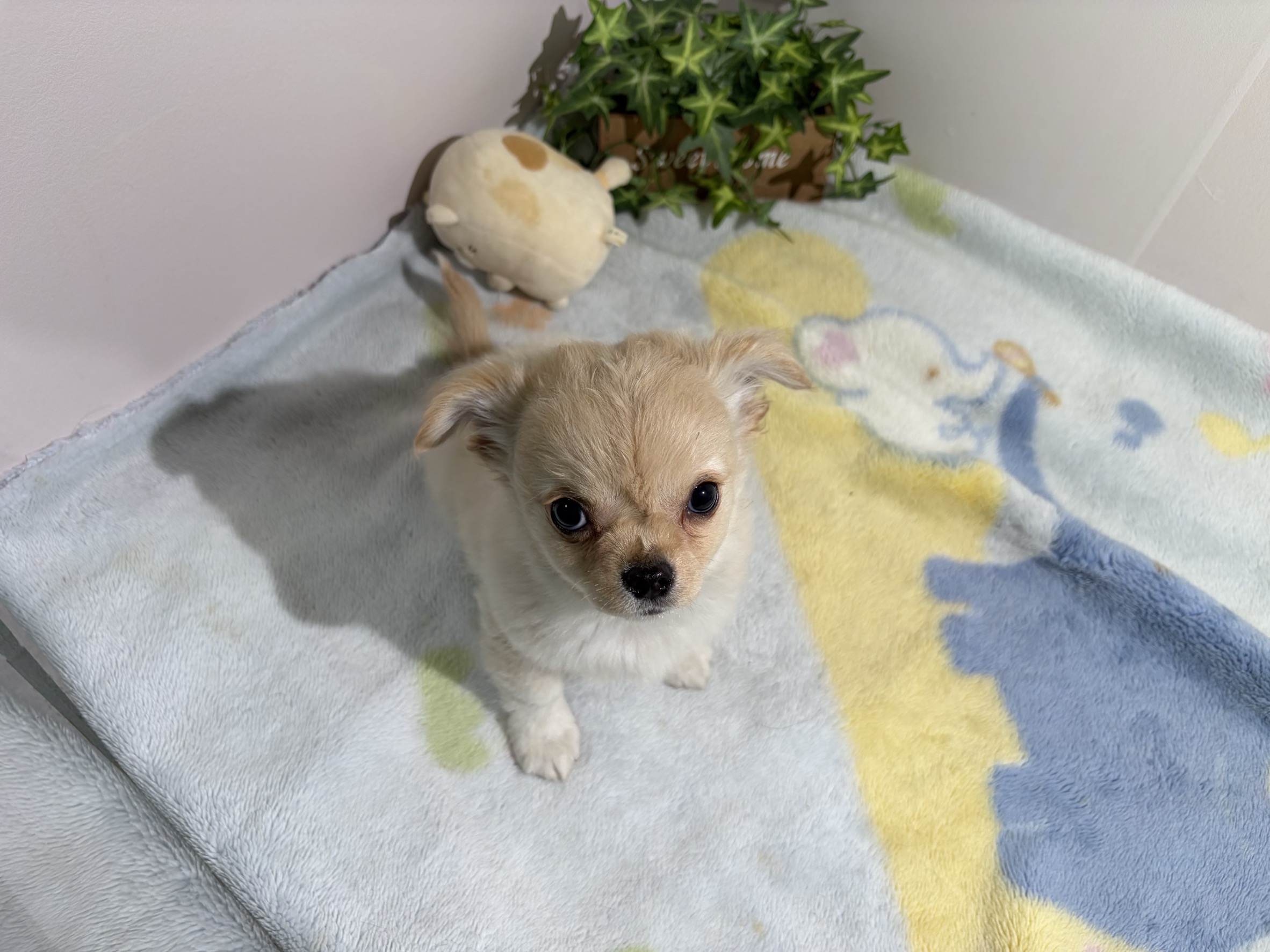 ①ロングコートチワワ2