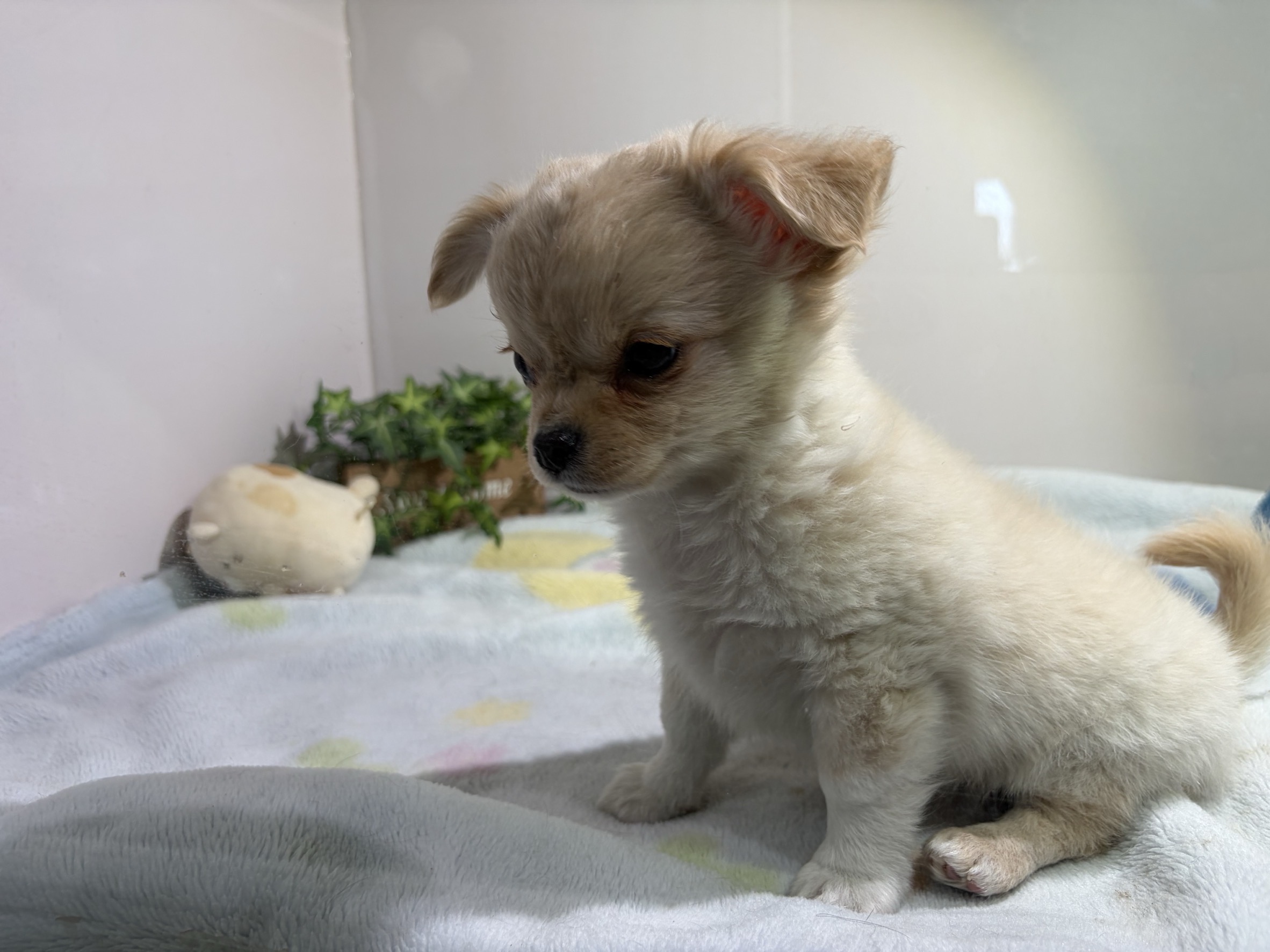 ①ロングコートチワワ1