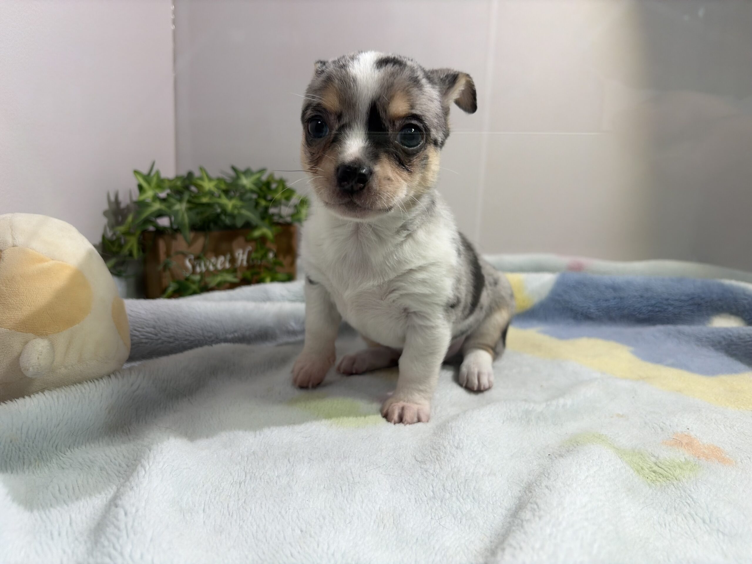 ②スムースチワワ1