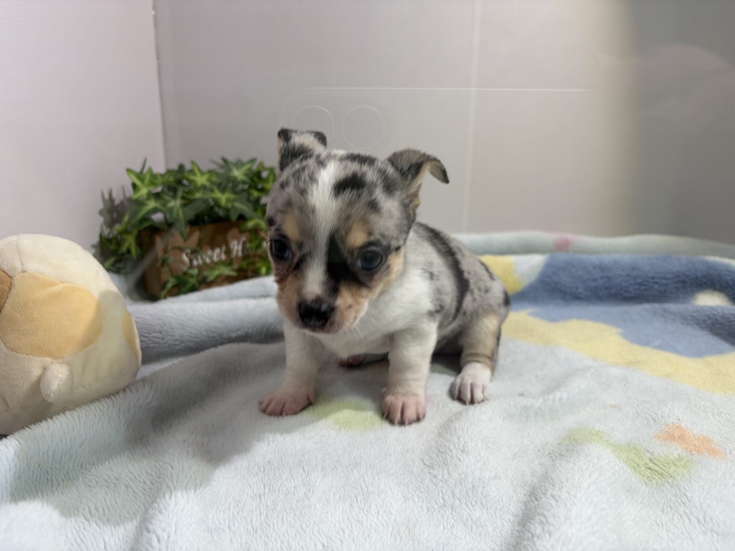 ②スムースチワワ2