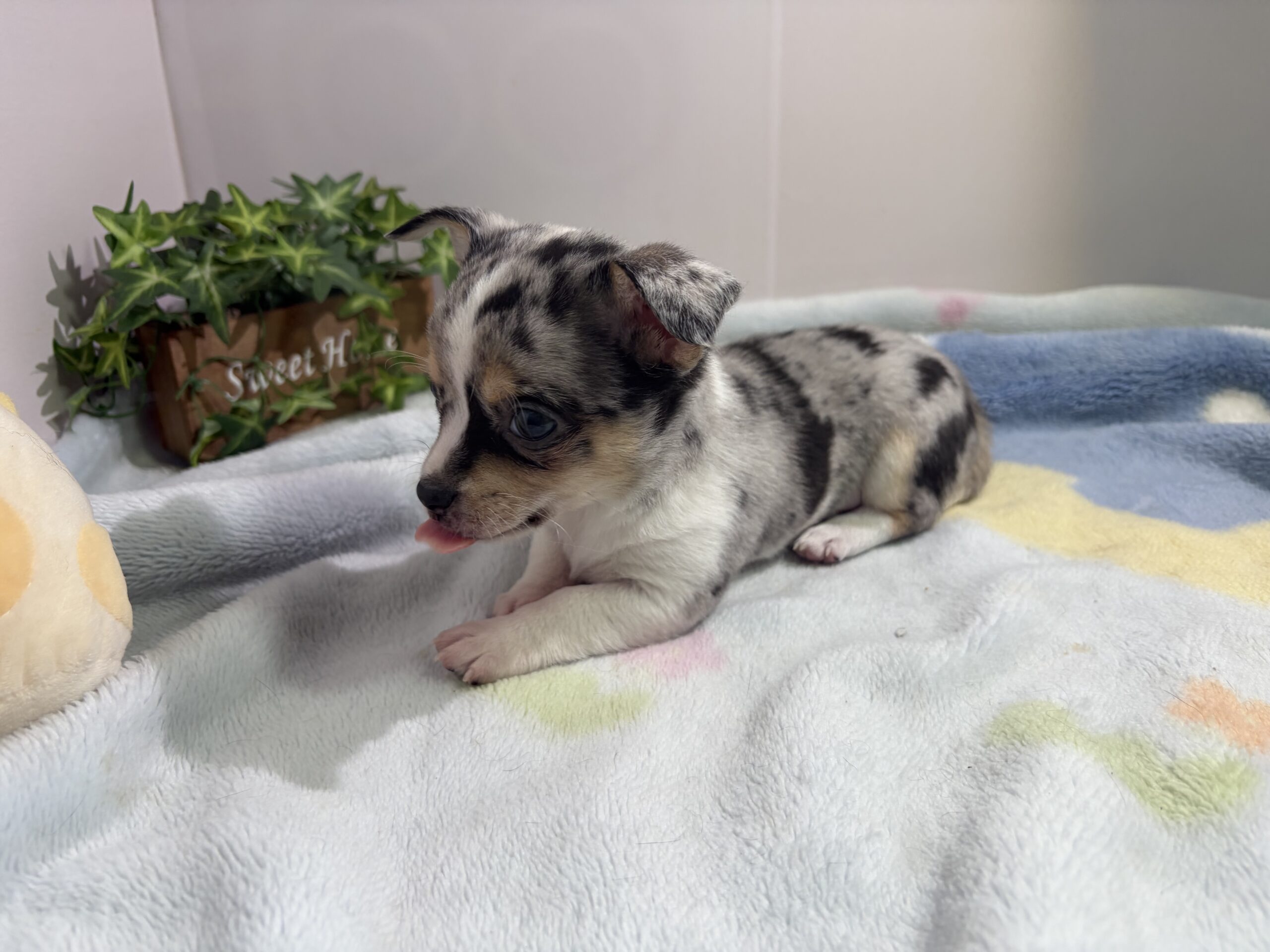 ②スムースチワワ13