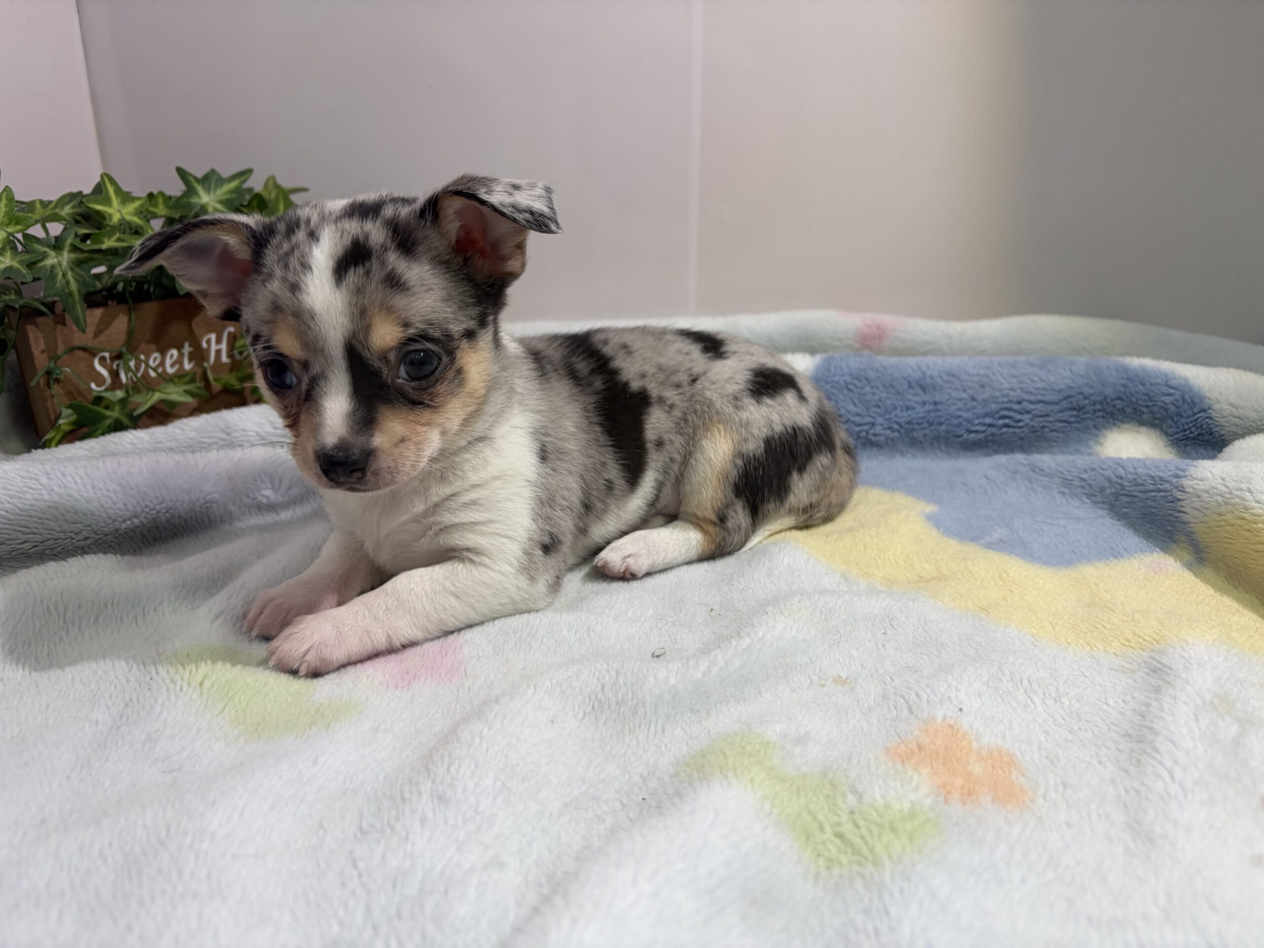 ②スムースチワワ4