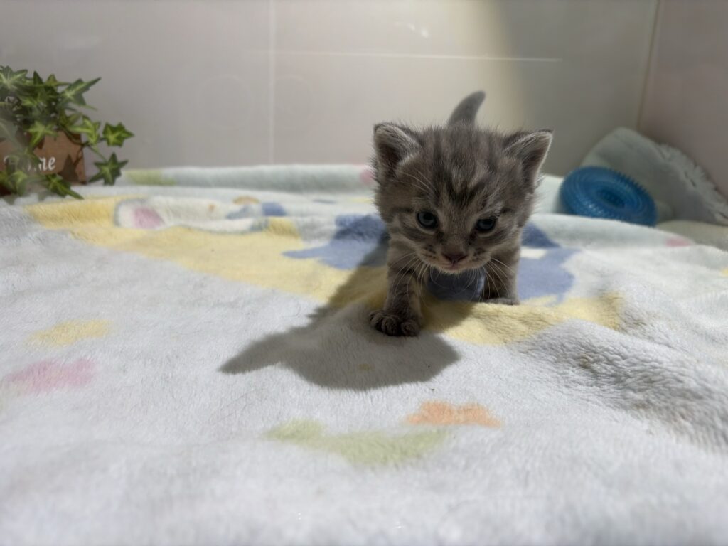 マンチカンの子猫