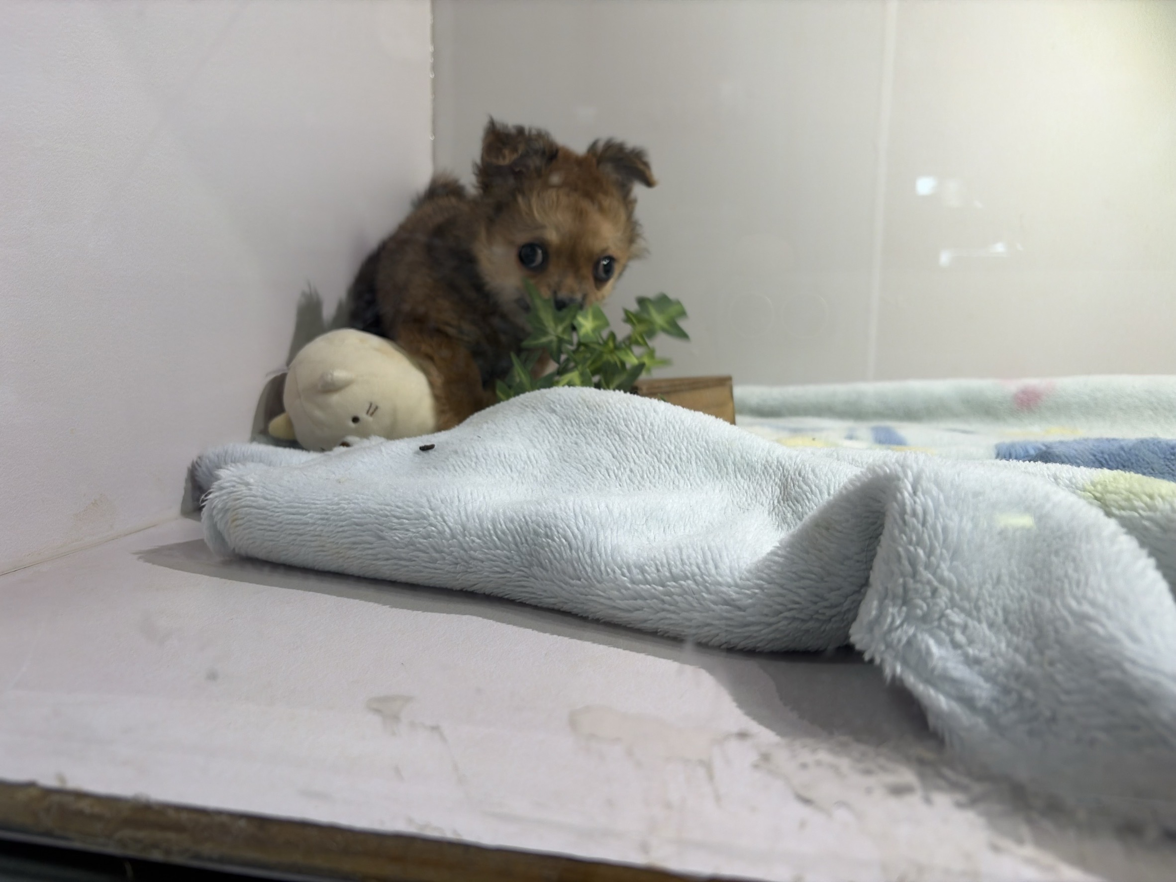 ②ロングコートチワワ3