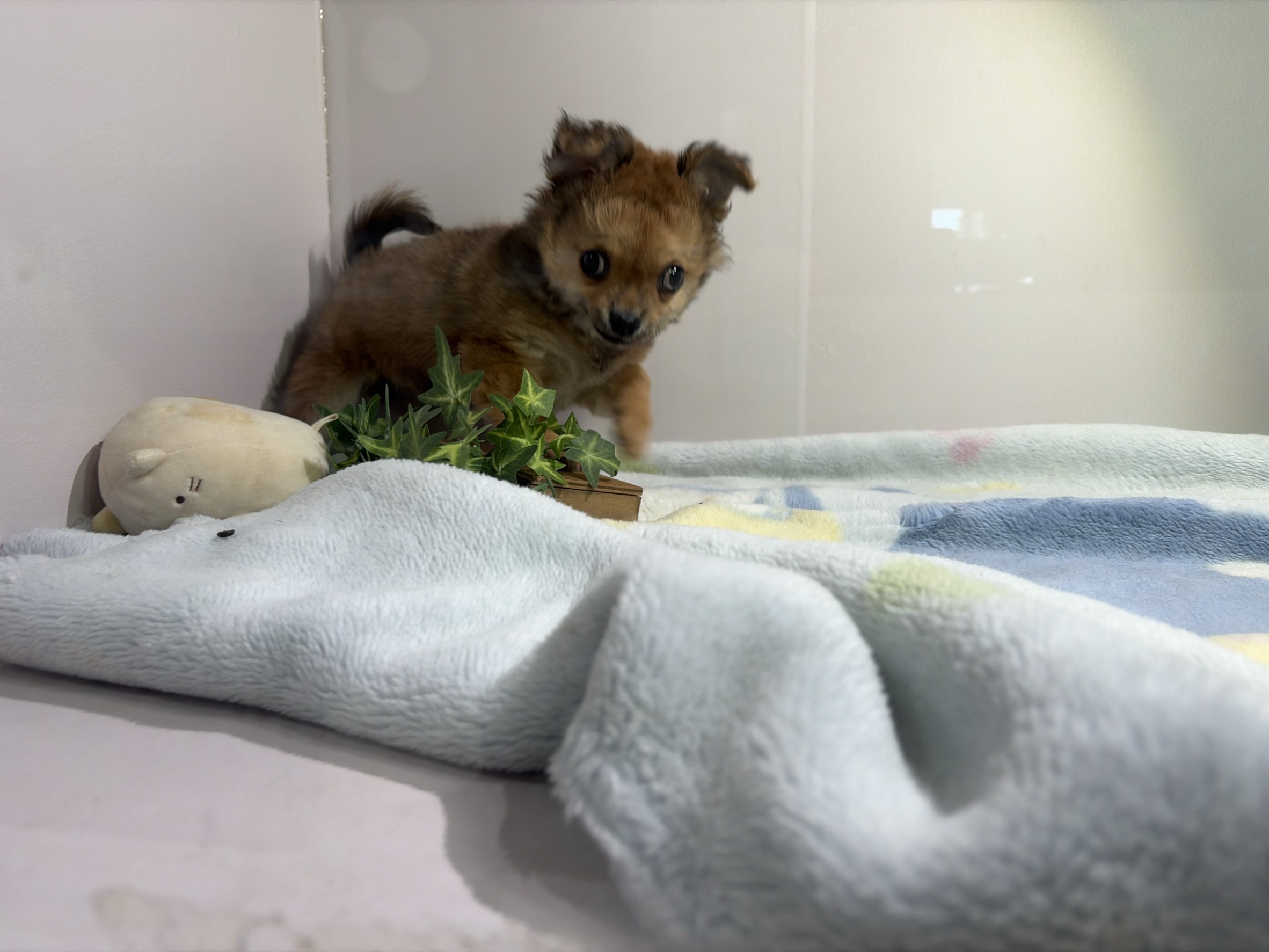 ②ロングコートチワワ１