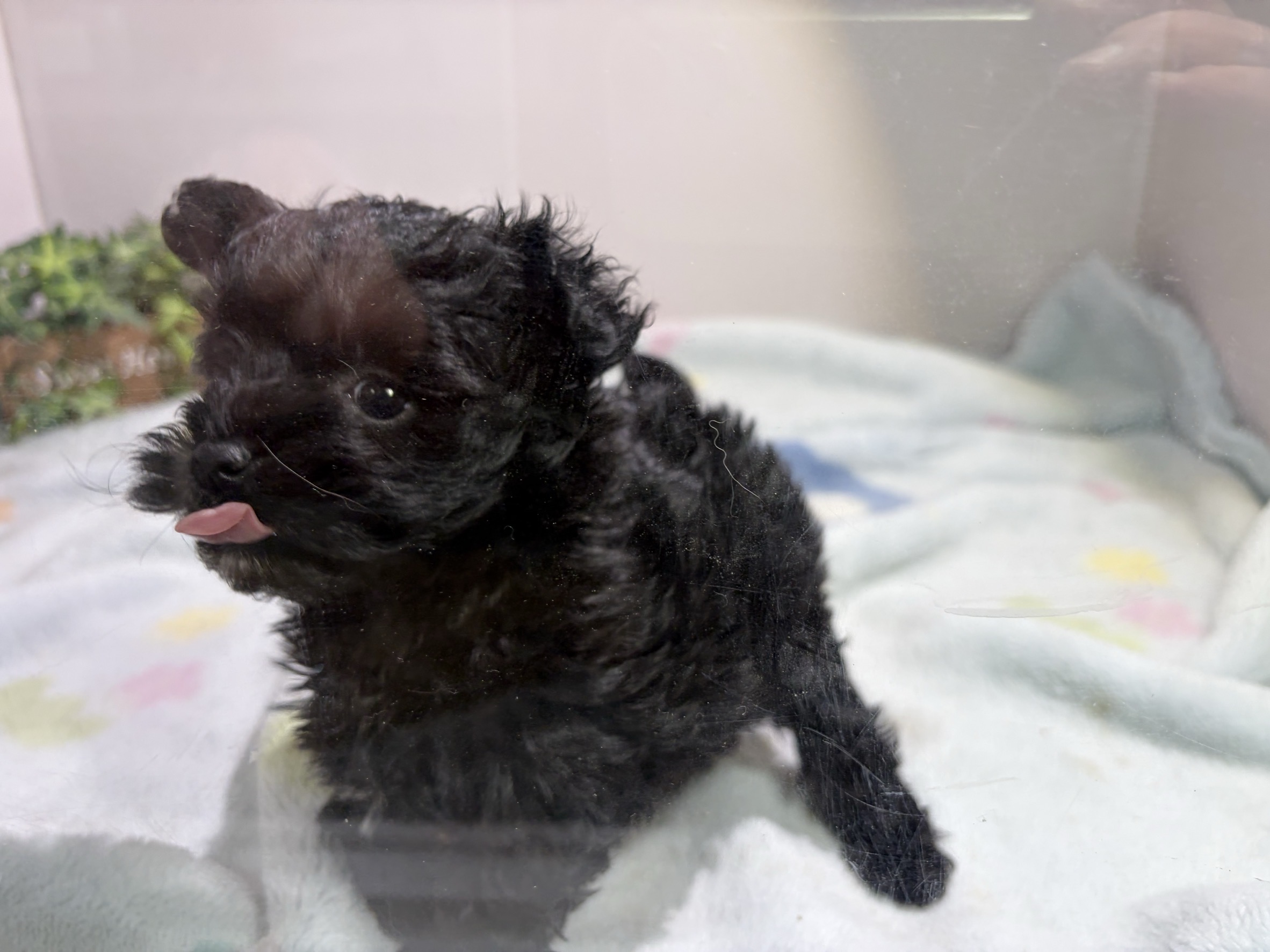 ③チワプーの子犬1