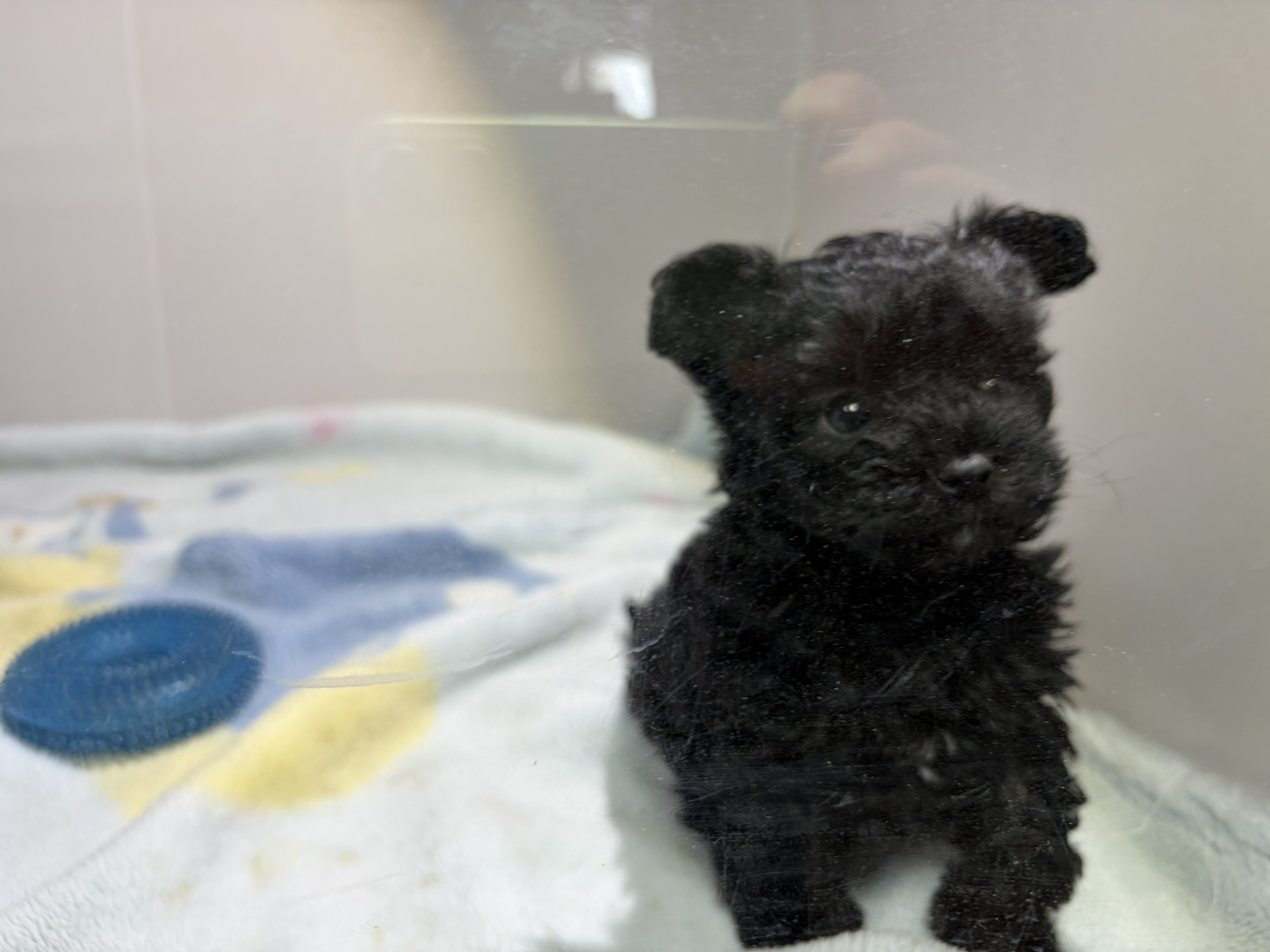 ③チワプーの子犬3