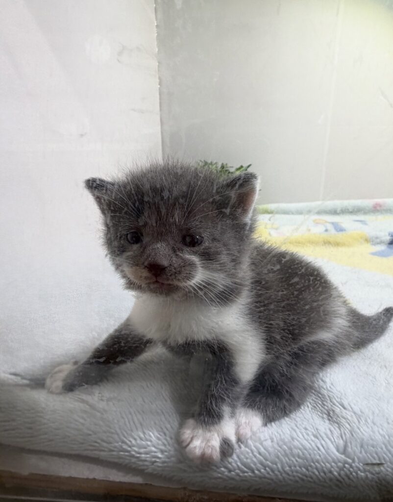 マンチカンの子猫