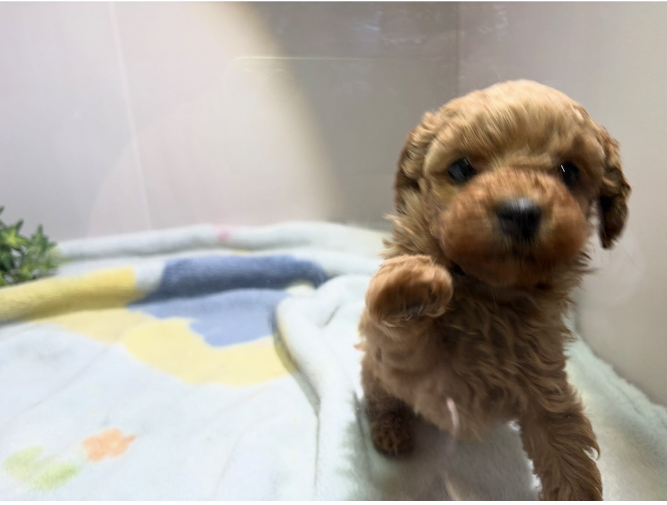 ⑧トイプードル3