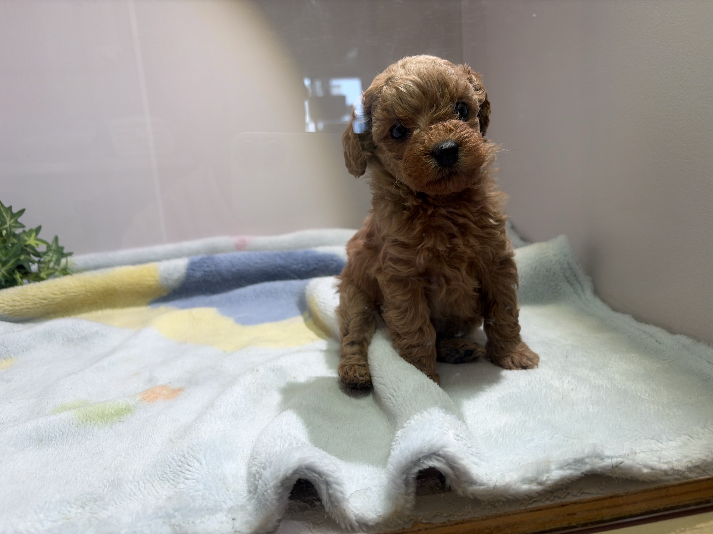 ⑧トイプードル4