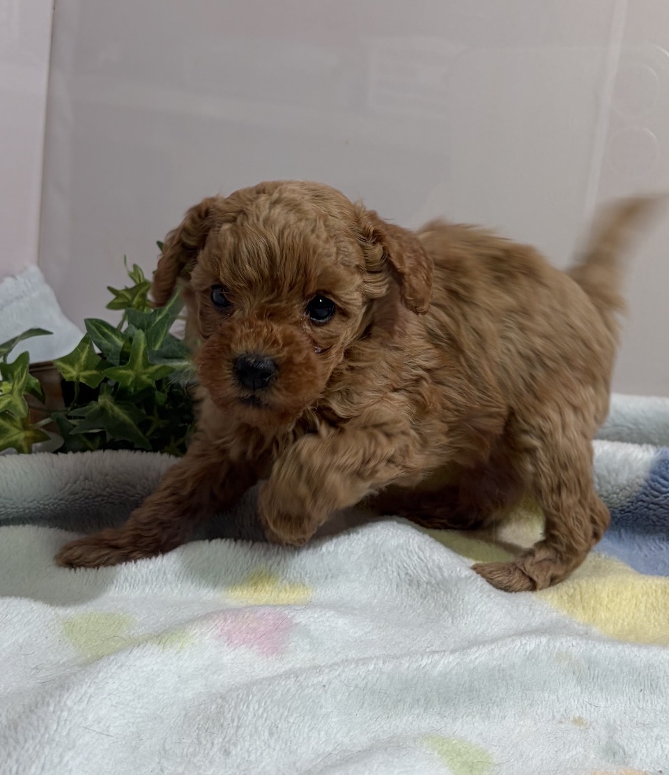 ⑧トイプードル2