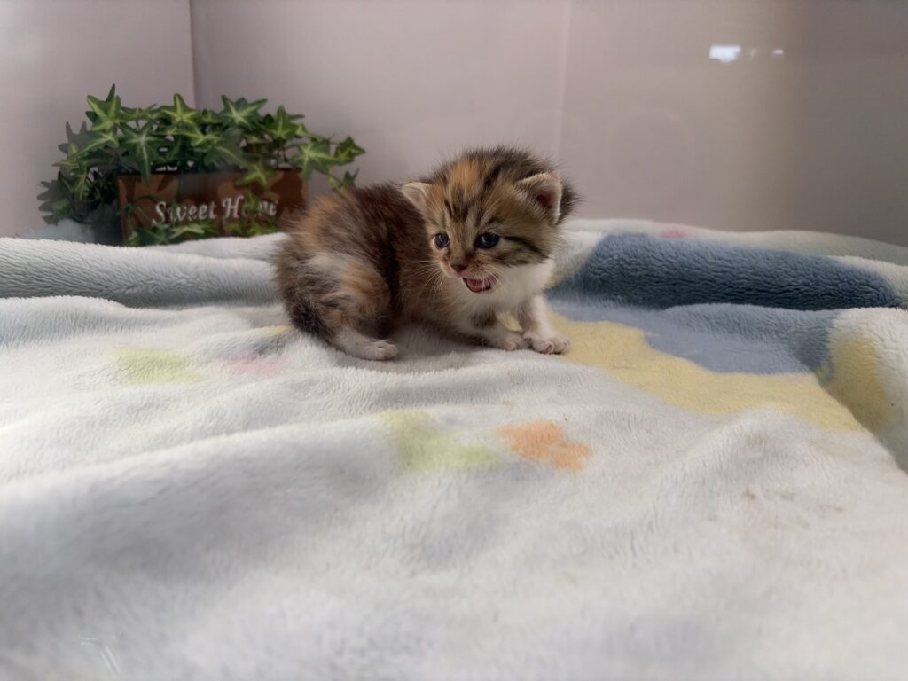 ⑧マンチカンの子猫