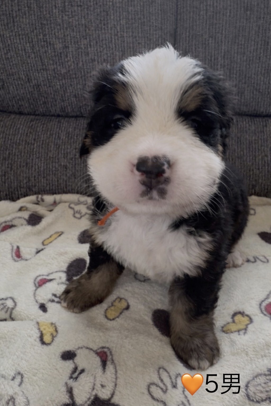 ④バーニーズマウンテンドッグ5