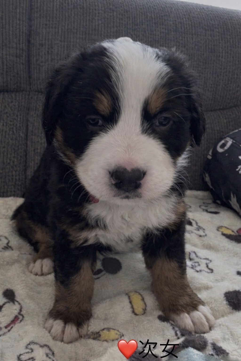 ④バーニーズマウンテンドッグ7