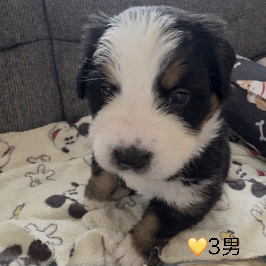 ④バーニーズマウンテンドッグ3