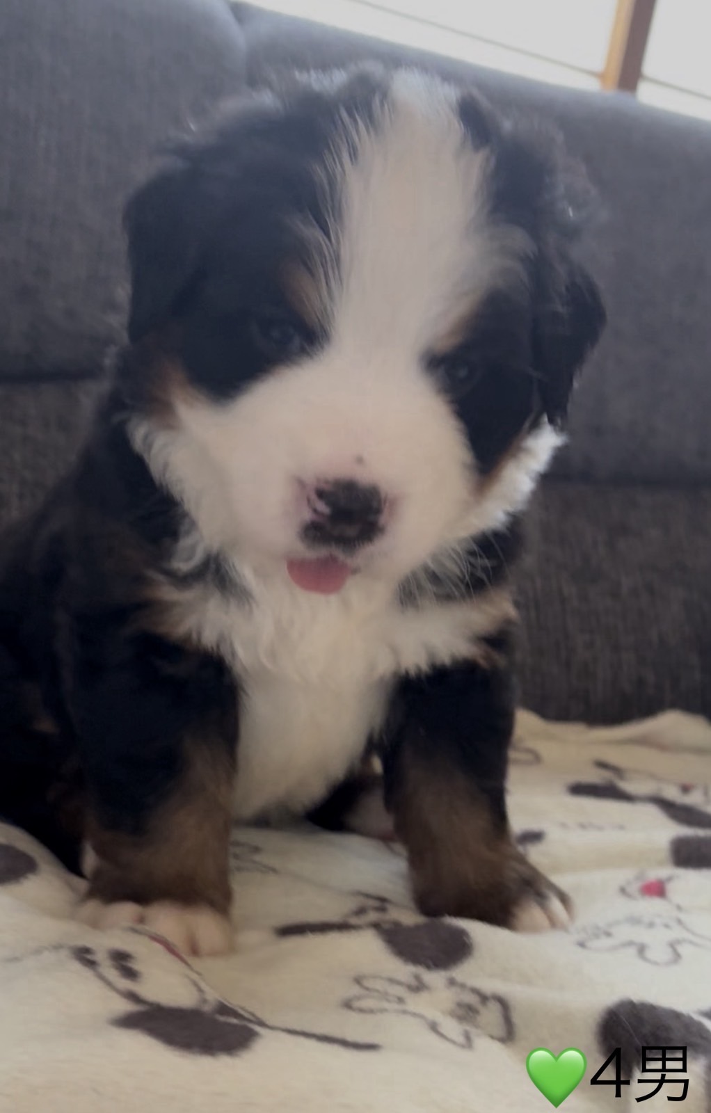 ④バーニーズマウンテンドッグ4