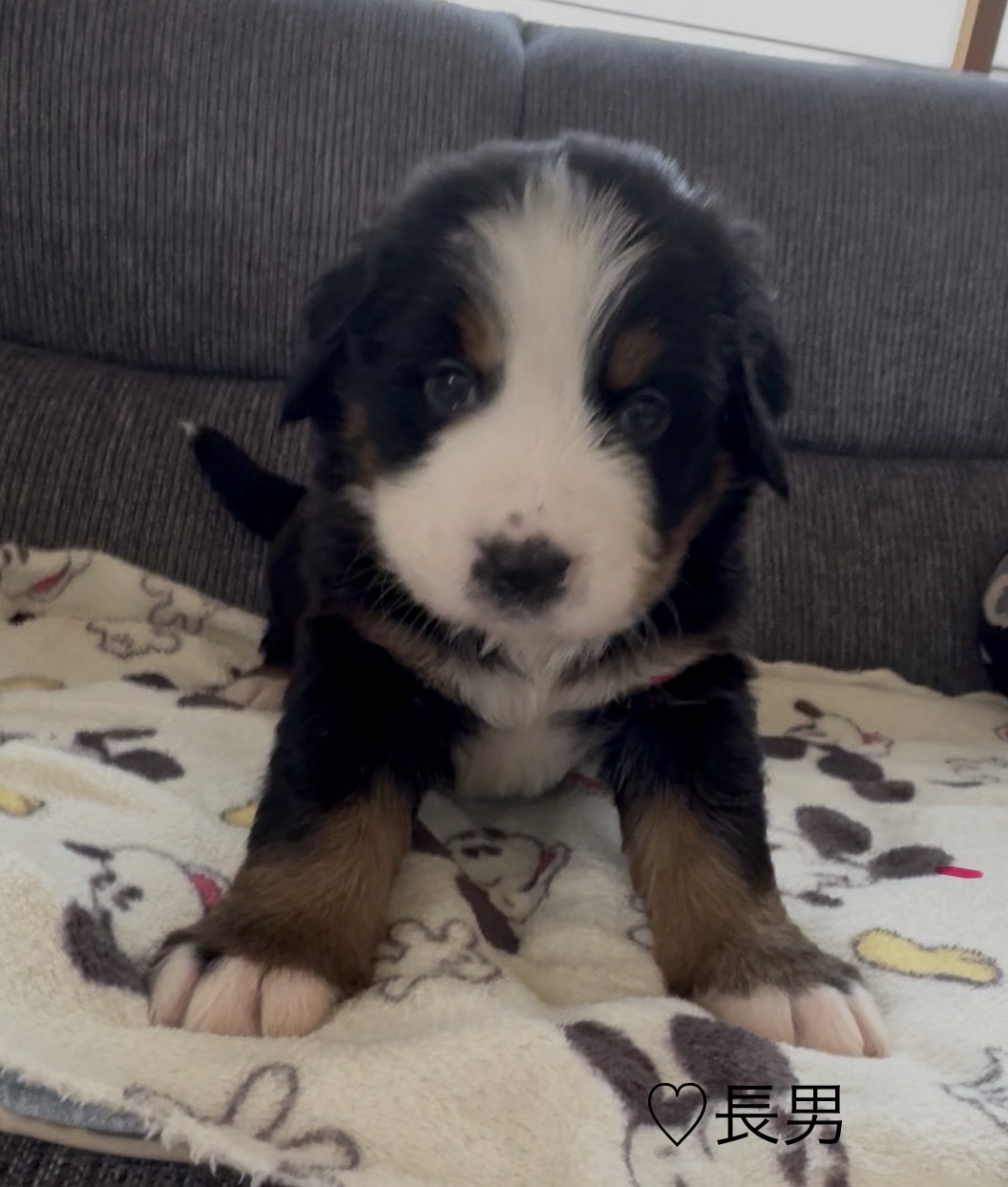 ④バーニーズマウンテンドッグ1