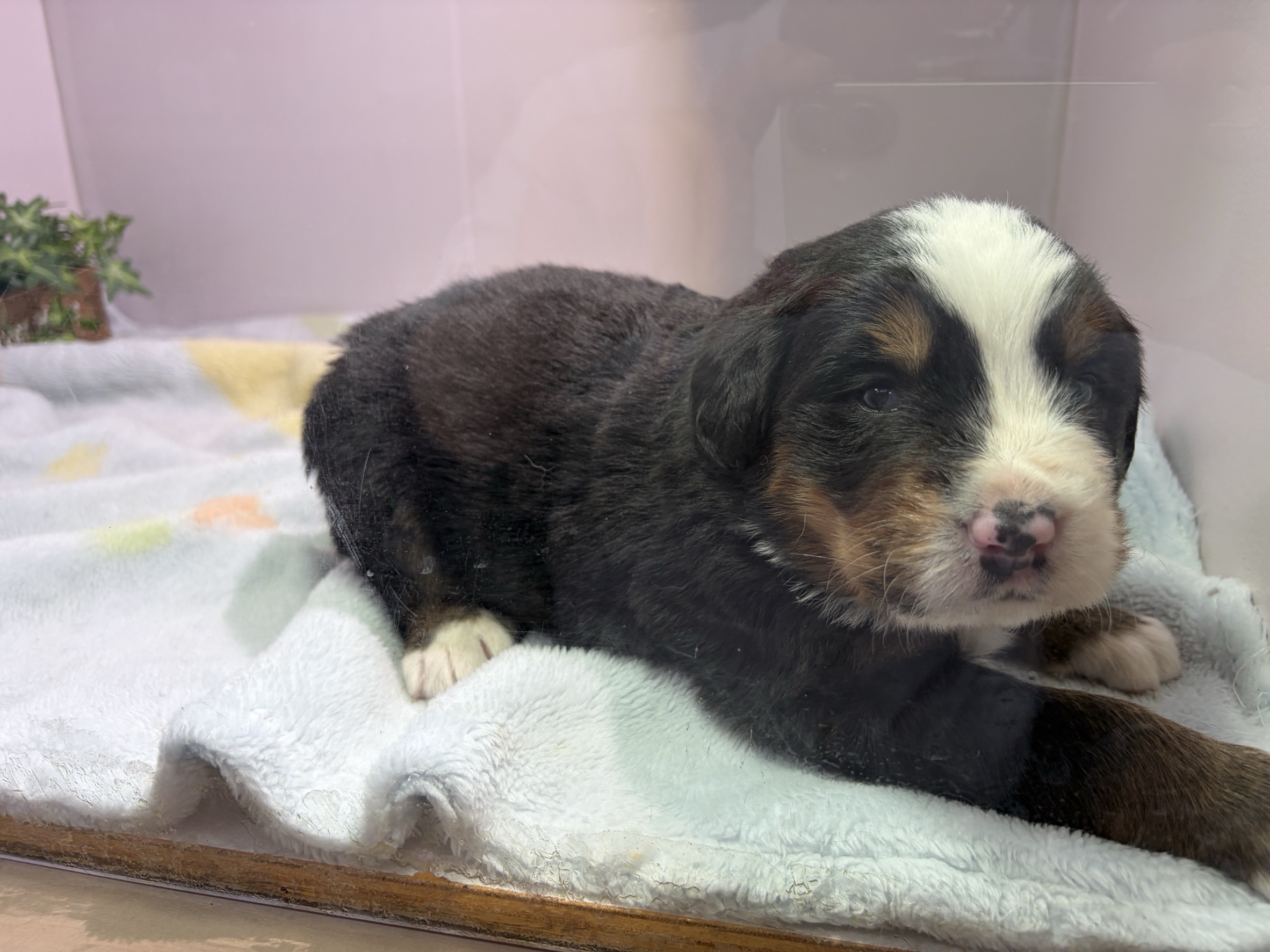 ⑤バーニーズマウンテンドッグ2