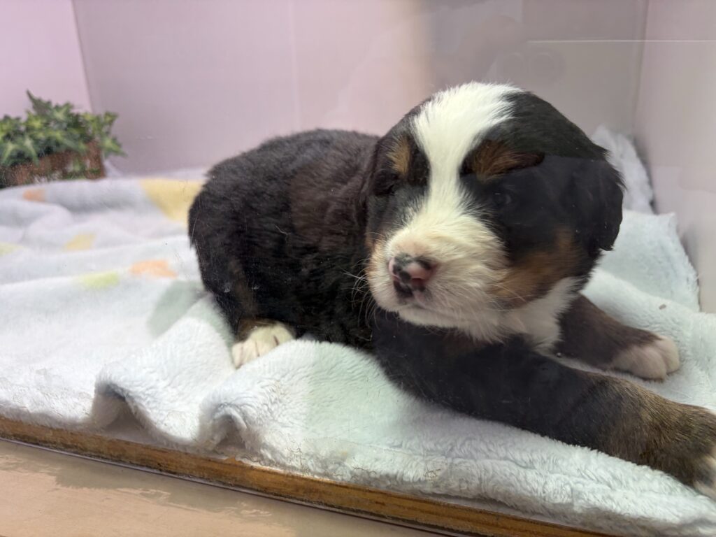 ⑤バーニーズマウンテンドッグの子犬