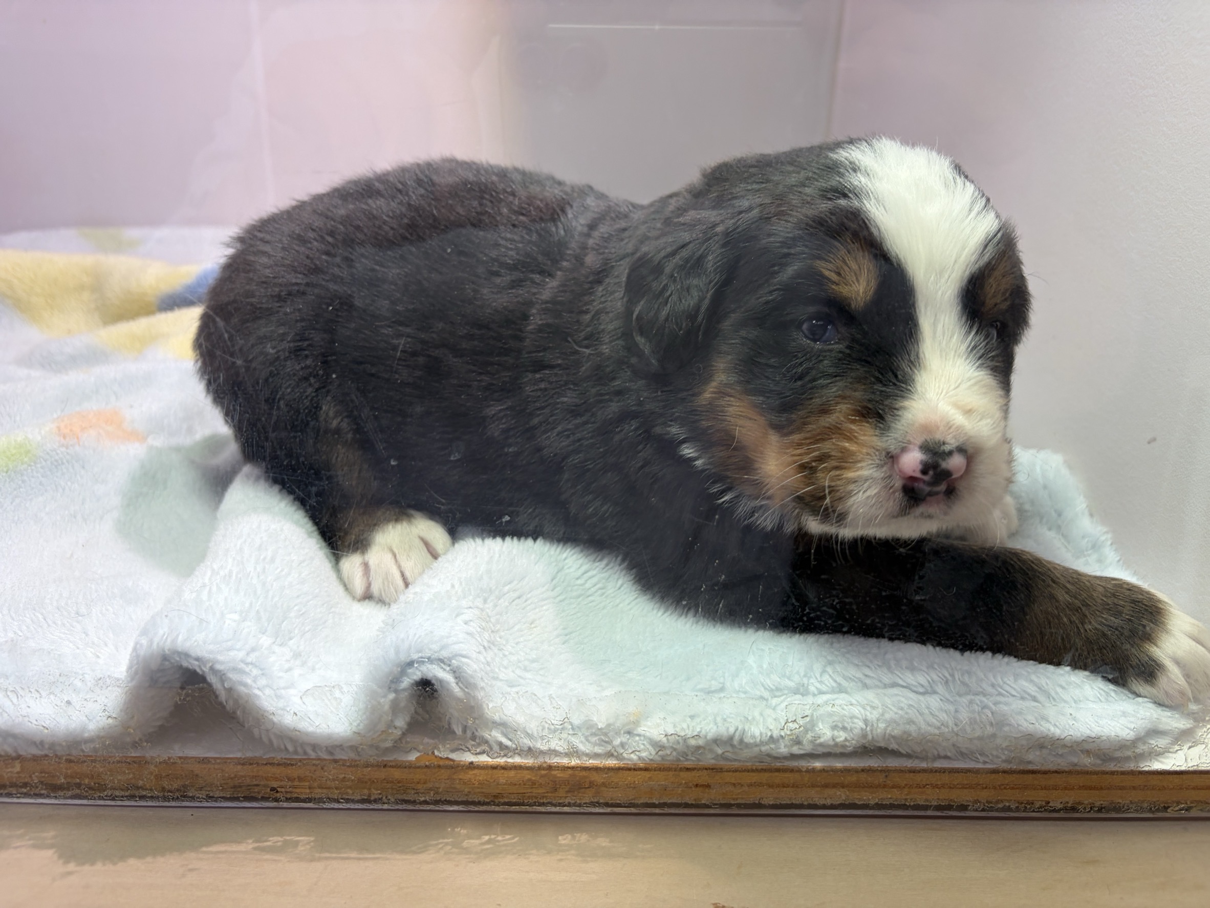 ⑤バーニーズマウンテンドッグ4