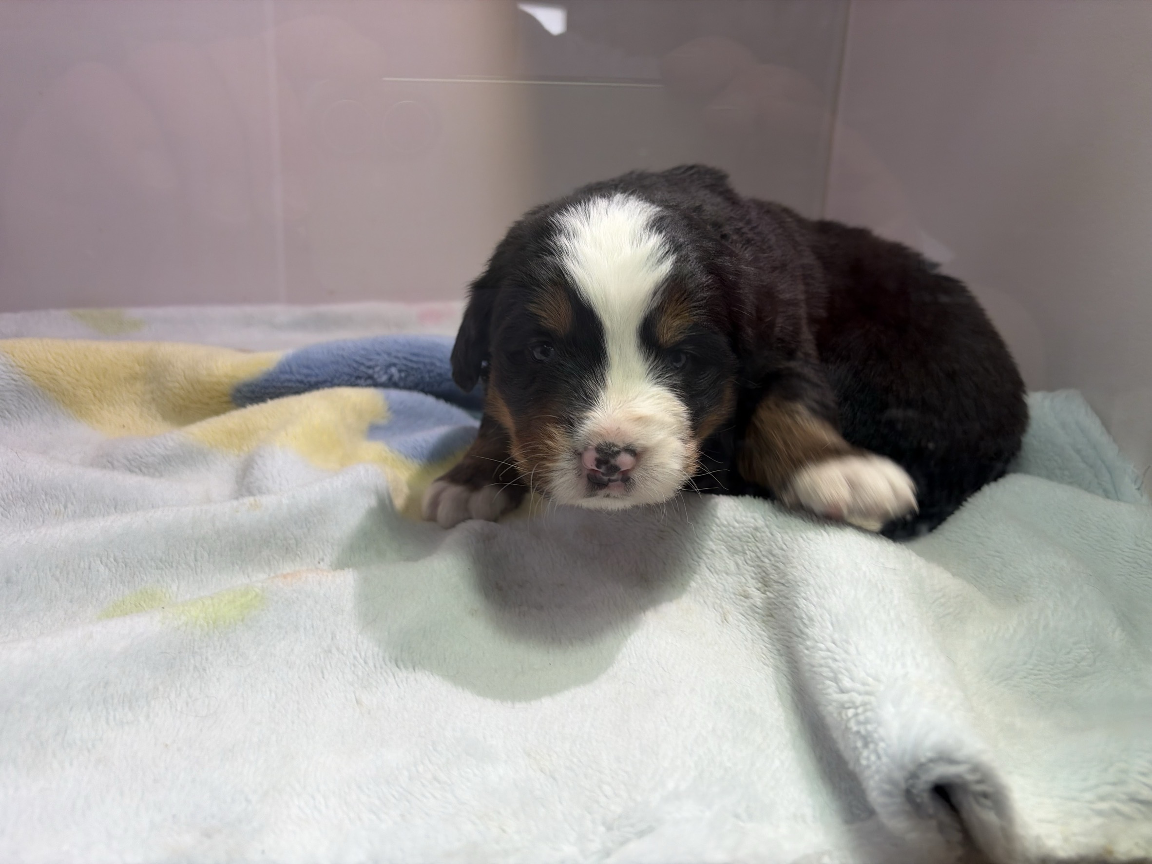 ⑤バーニーズマウンテンドッグ3