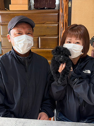 北海道江別市のポメプーの子犬
